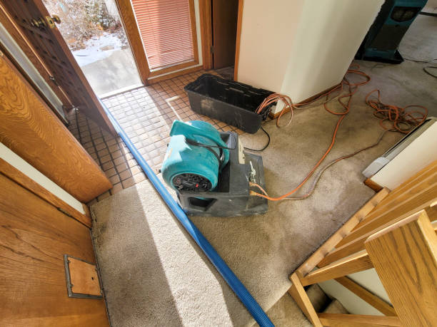 Best Mold removal after water damage  in Franklinton, NC